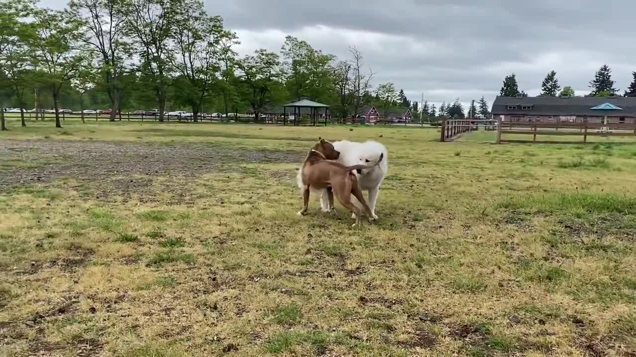 German Shepherd Attacking Pitbull Aggressively in a Dog Park is a must watch