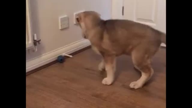 OMG Animals SOO Cute! Videos Compilation cutest and funniest moment of the animals #05