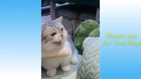 Funny and Cute Cat's Life 👯😺 Cats and Owners are the best friends Videos