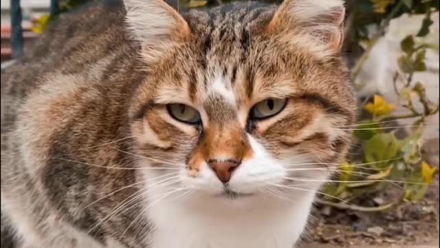 Cat video