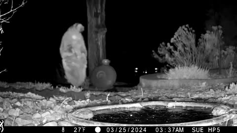 Raccoon masking its foot print 😱😱😍