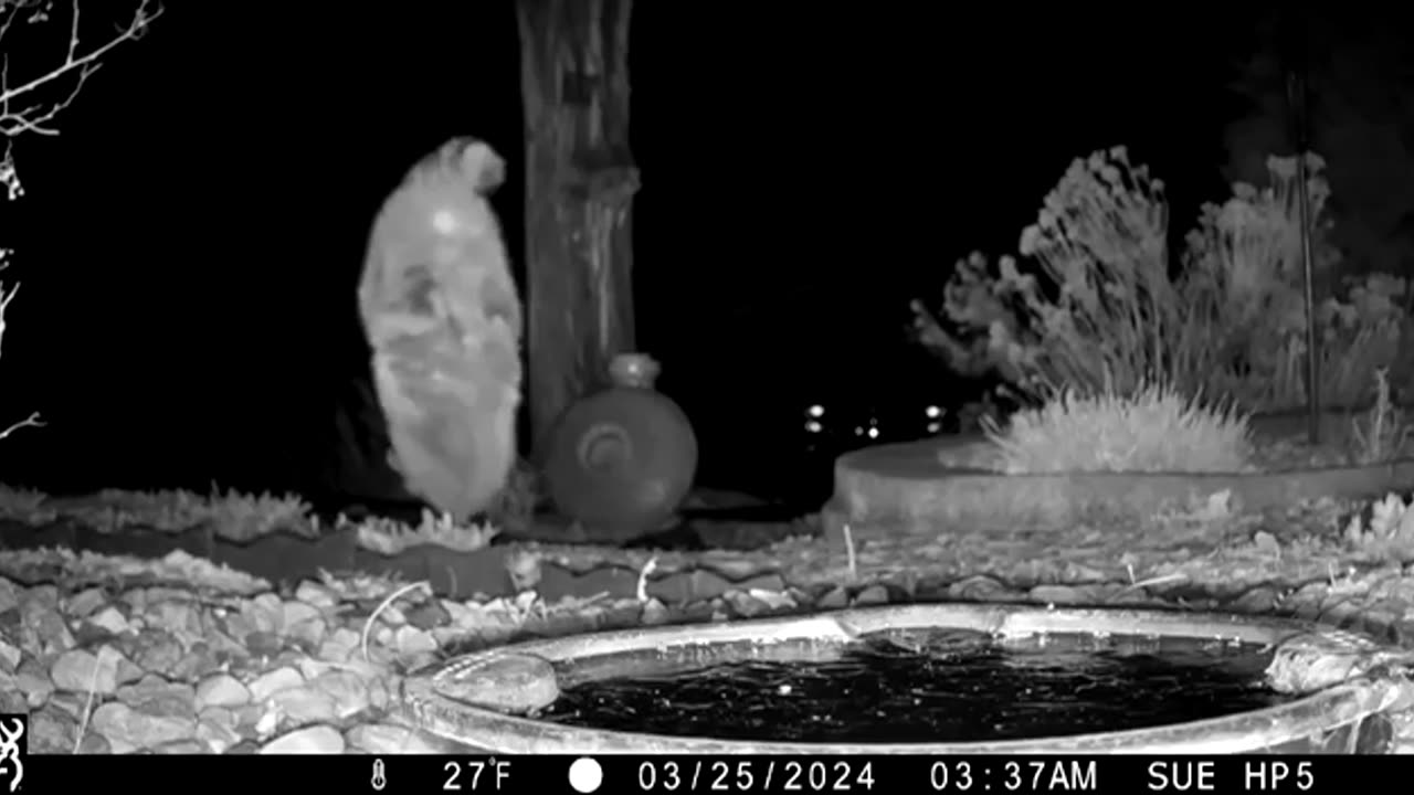 Raccoon masking its foot print 😱😱😍