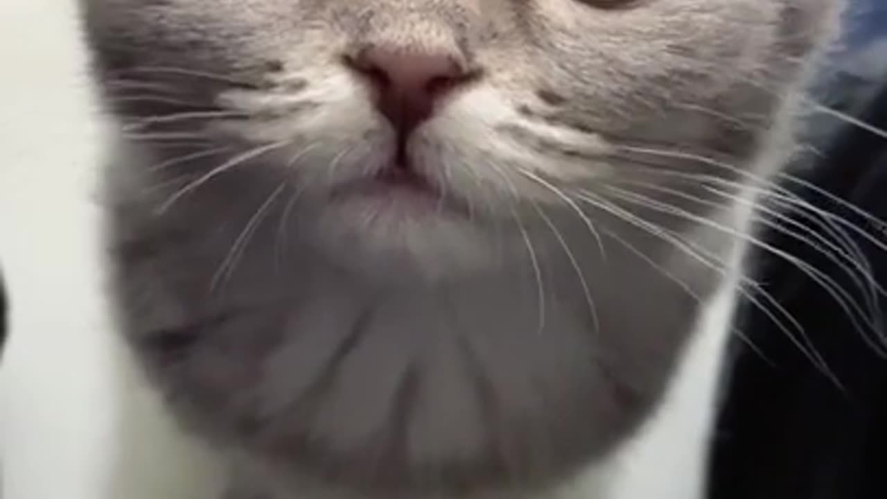 Cute cat video 😍