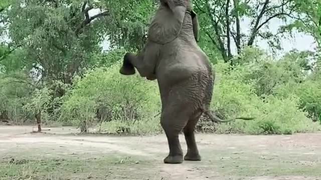 Smart elephant from zambia