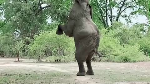 Smart elephant from zambia