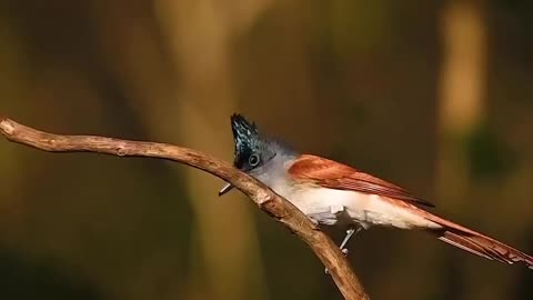 Wildlife and Funs