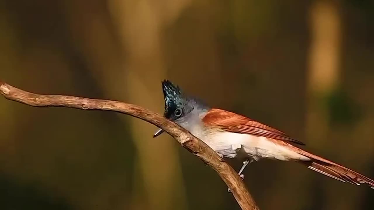 Wildlife and Funs