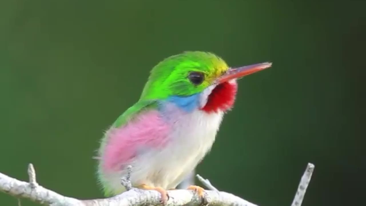 A Beautiful bird twittering