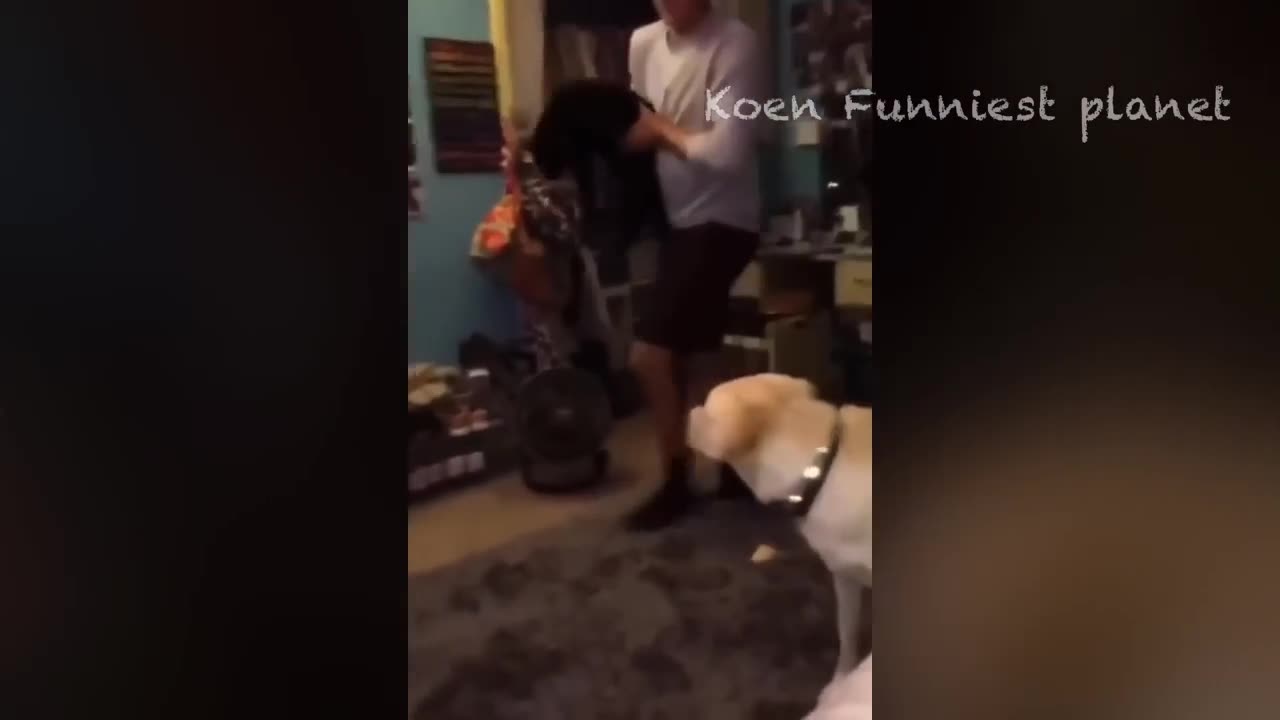 Funniest Dog And Cat Videos - Best Funny Animals Videos 2023😇