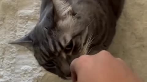 Cat sitter attempting to bond with cat, but it isn't going well!