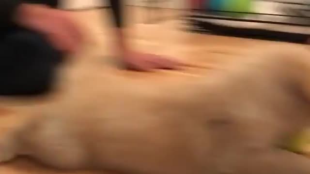 Puppy belly flops