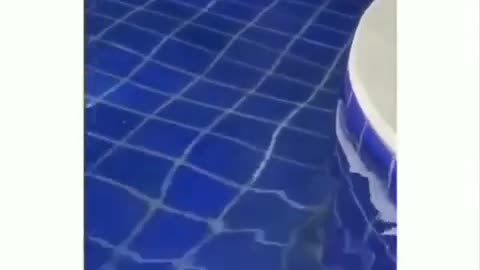 Funny dog