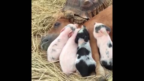 the cuttest animals in THE WORLD !!