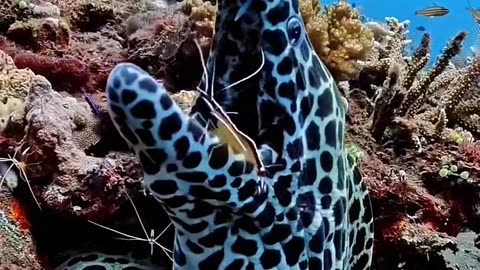 Amazing Sea Creatures Videos For Kids