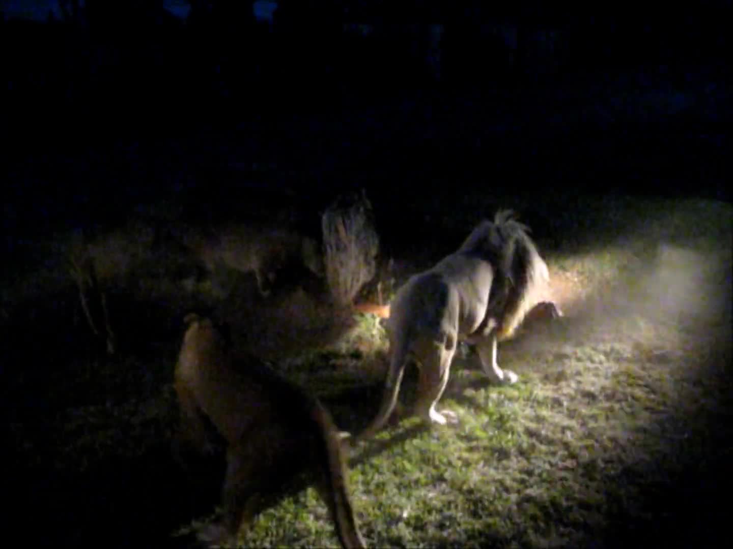 Avaro león macho se niega a compartir la caza con la manada