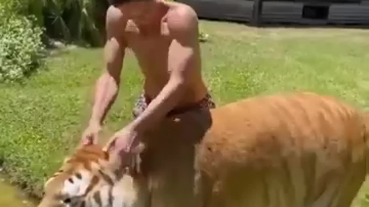 Funny Animal Video