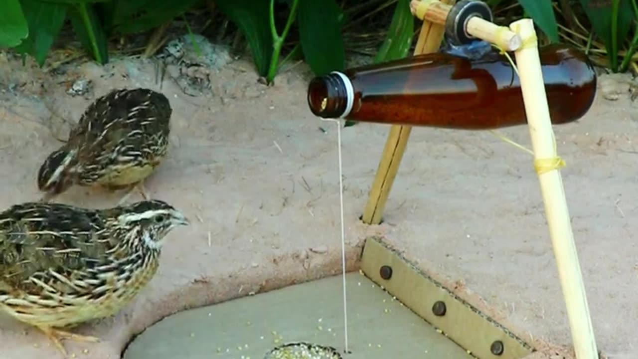 DIY Bird Trap