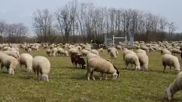 peaceful sounds of sheep in a pasturee great ambiance for working, “counting sheep,” or studying