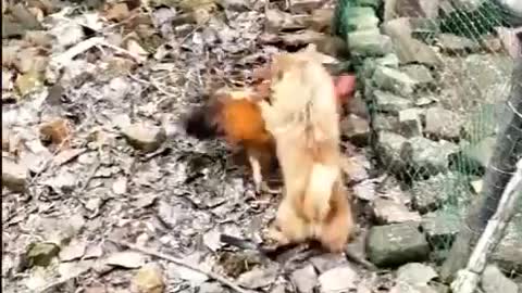 Very funny Chicken VS Dog Fight - Funny Dog Fight Videos