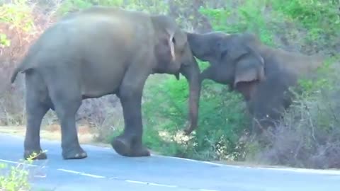 Wild Elephants Sri Lanka | Nature's Love Story_ My Cherished Moment with a Wild Elephant