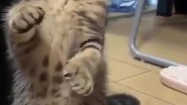 Sticker stuck to cat
