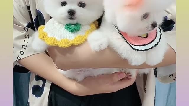 🐕baby dog2021🐶cute dogs🐕 funny dog,🐶dog compilation🐕short video🐶 cute animals videos🐕