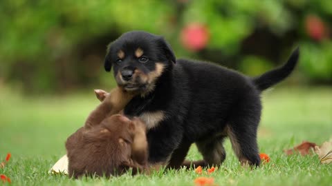 Dogs Friendship Joy Playful Together