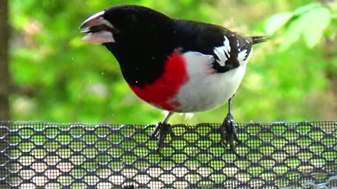 Rose-breasted grosbeak