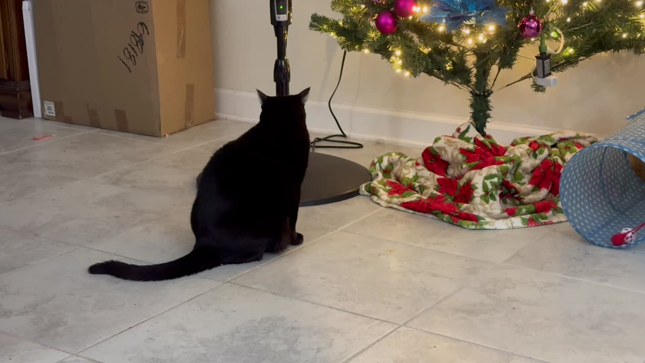 Cute Precious Piper Enjoys Searching By the Tree - Adopting a Cat from a Shelter Vlog