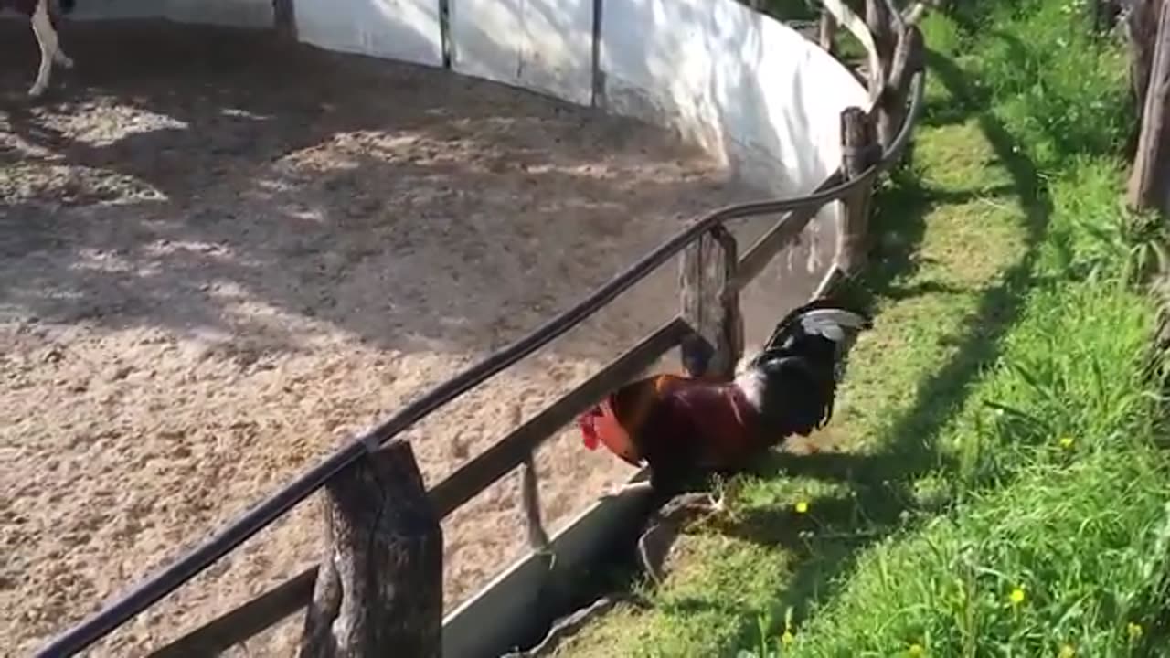 Wenn Tiere sich mit dem falschen Gegner anlegen