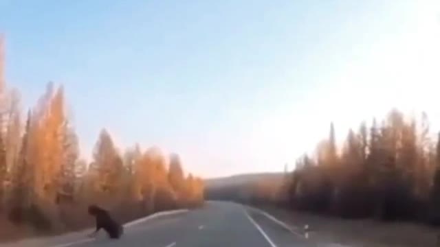 Elk didn't know how to cross the road