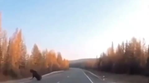 Elk didn't know how to cross the road