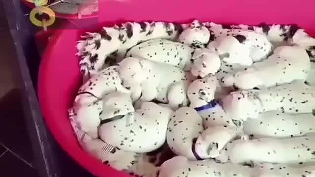 A pot of spotted dog pups is taking a nap