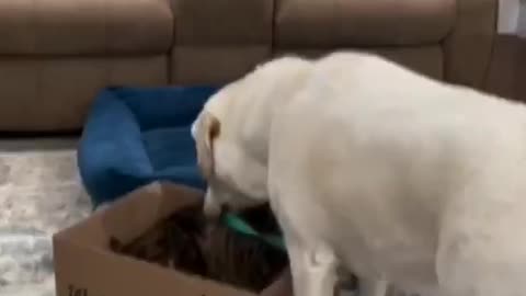 NOTHING LIKE GETTING 😻A BOX RIDE FROM MY FAVORITE DOG FRIEND