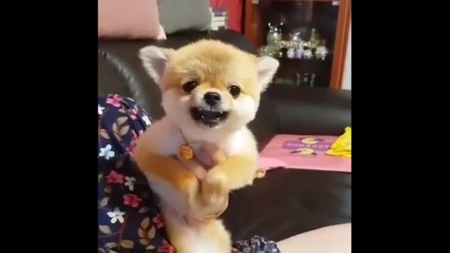 Frog Playing Mobile Game :) - FUNNIEST ANIMALS - Funny and Cute Animal Videos Compilation
