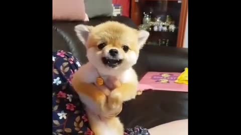 Frog Playing Mobile Game :) - FUNNIEST ANIMALS - Funny and Cute Animal Videos Compilation