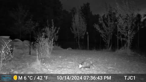 Opossums, Coyote Howls