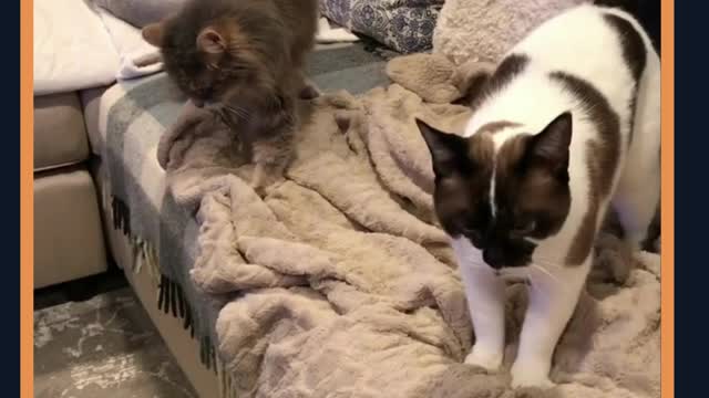 Two Cats Engage in Synchronized Kneading