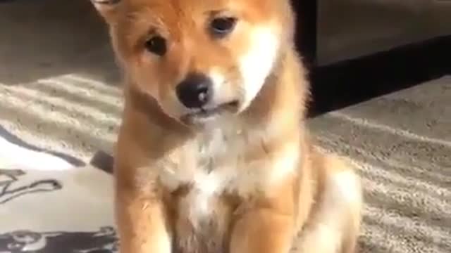 Funny Dog Videos 2021 It's time to LAUGH with Dog's life196