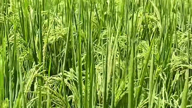 green beauty of nature