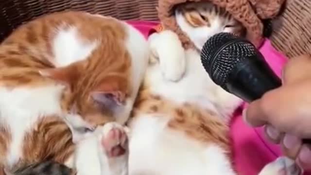 Funny cat video