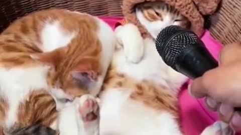 Funny cat video