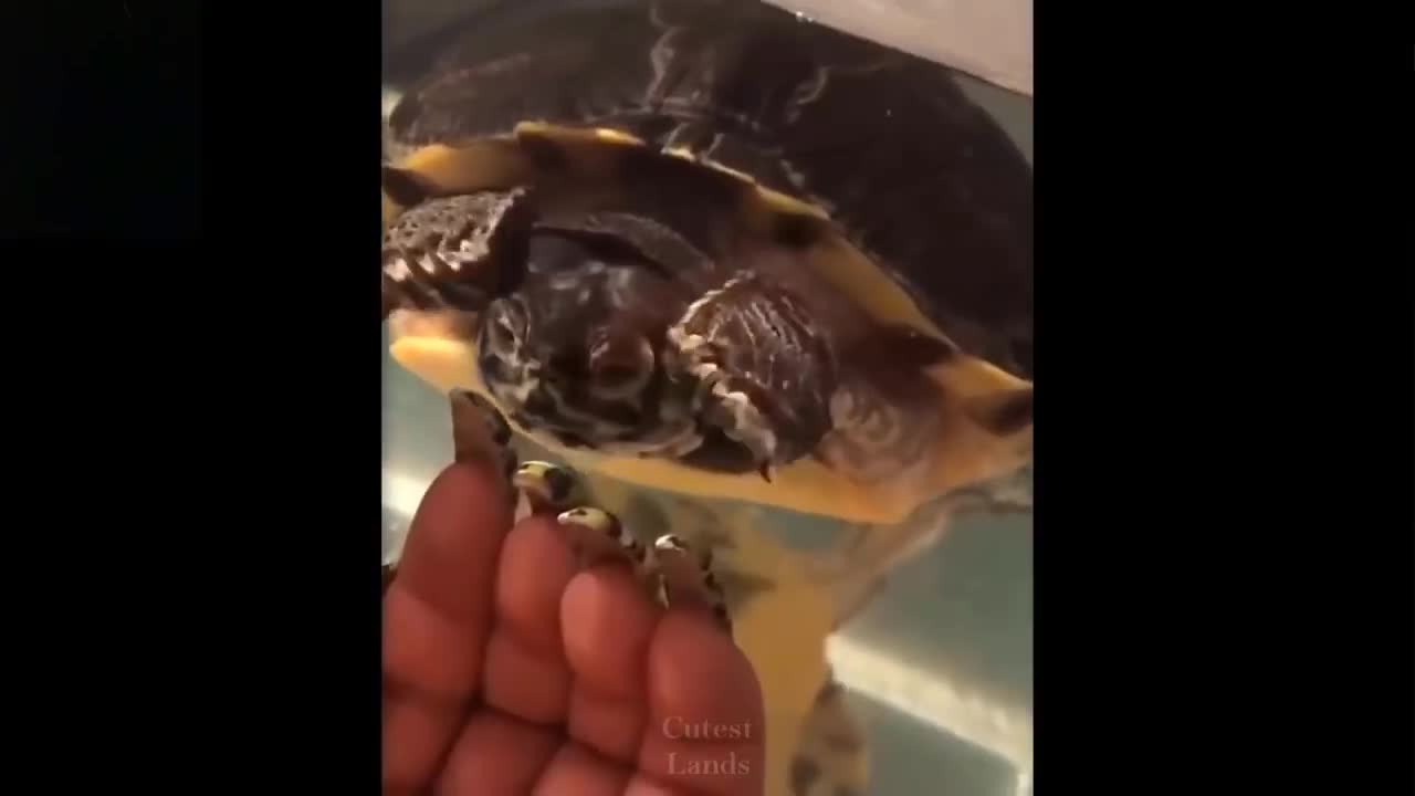 Cute_Pet_And_ Funny