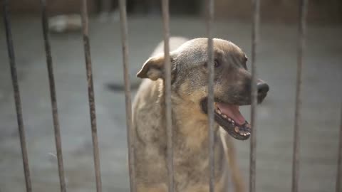 Stray dogs in the shelter