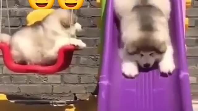 Cute dog playing like children