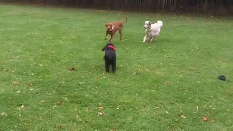 Very funny and cute dogs seeing each other