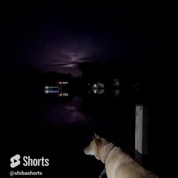 Dog Enjoying Lightning Over the Lake