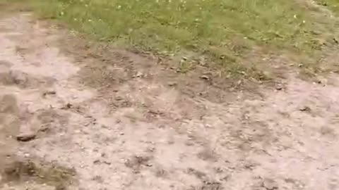 walk in the woods