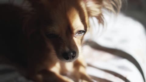 Adorable funny longhair chihuaha dog sleeps on plaid. Very cute pet. Beautiful sun shade