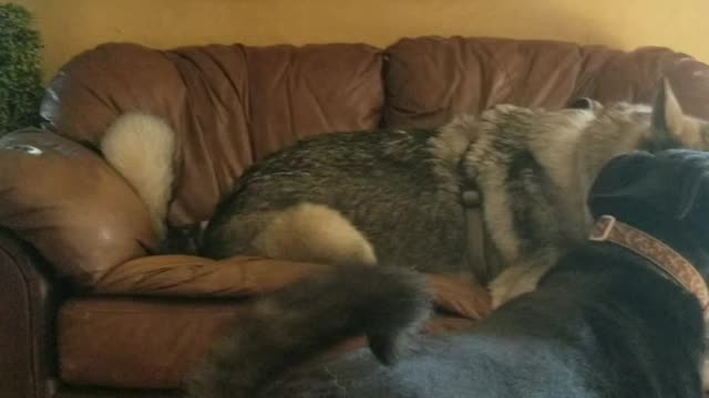 Appa the timber wolf spazzing out.